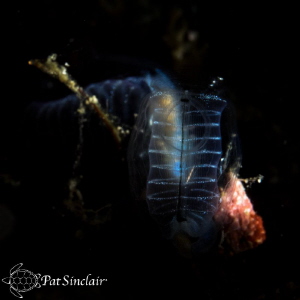 While in Anilao, I decided to shoot a tunicate and play w... by Patricia Sinclair 